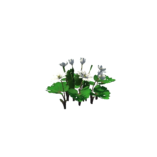 Flower_Sanguinaria canadensis1